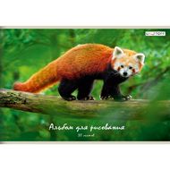 Альбом д/рисования A4 30 л. "Красная панда" на скобе